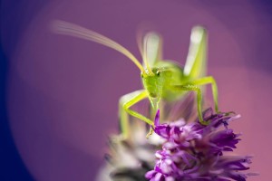 Macro photo_Lior Glaichman-18